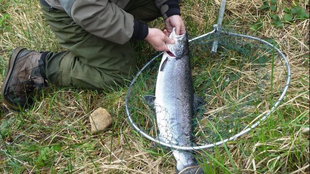 Pêche au saumon en Irlande