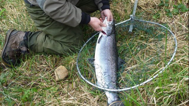 Pêche au saumon en Irlande