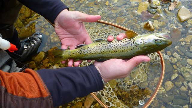 PROMO « ouverture de la pêche » -20% sur les prestations