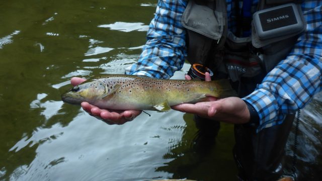 Séjour pêche d&rsquo;automne en Aveyron (2ème Catégorie – Salmonidés)